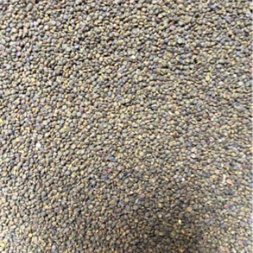 批发优质无杂质沙苑子 各种规格沙苑子