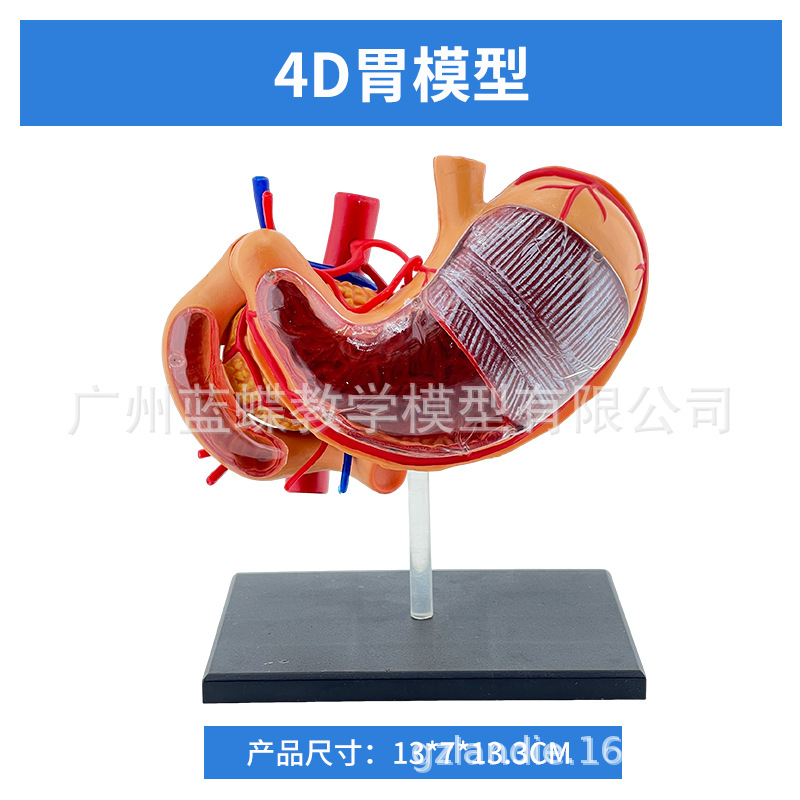 ������θģ������θ�봩�ײ�̬θģ��������θ��״�����������