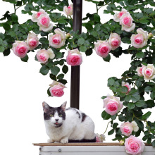 һ�����l�໨�o���Nޱ�¼�����ʮ����ͥԺ�����̨�ļ������߽���