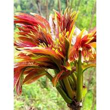 秦巴红叶2024年新采红油香椿种子种籽四季芽苗菜红椿树苗椿芽种孑