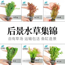 �~���쾰ˮ���b�ˮ�ݻ��w�G�ռt����ţ�D�m�ӌ����к�ˮ�ݰ��]