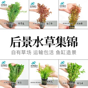 �~���쾰ˮ���b�ˮ�ݻ��w�G�ռt����ţ�D�m�ӌ����к�ˮ�ݰ��]