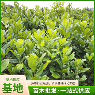 基地供应工程绿化苗木公园庭荫树行道树广玉兰树量大优惠树阵乔木
