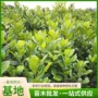 绿化量大优惠公园乔木