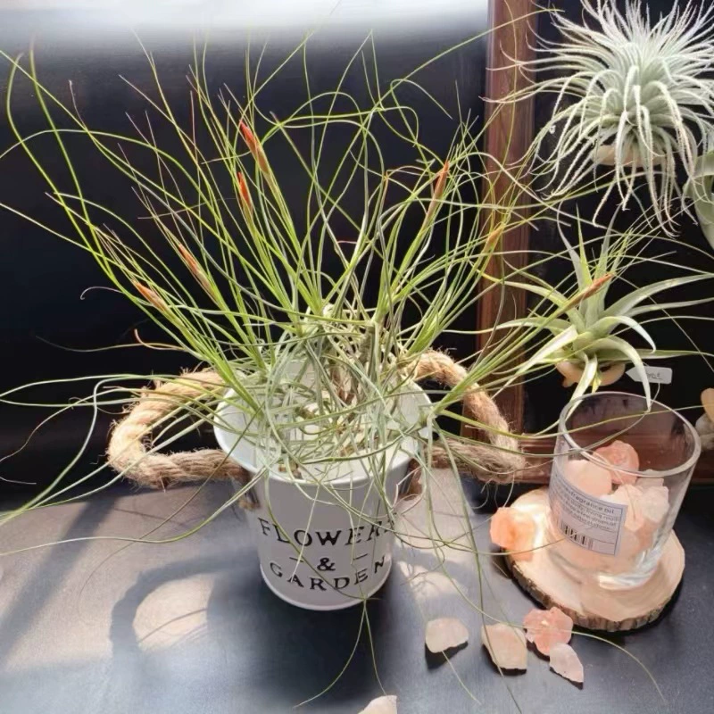 Прямо от производителя, отправлено с базы, воздушный ананас, беспочвенное растение янтарного цвета, одиночное растение 10-15 см.