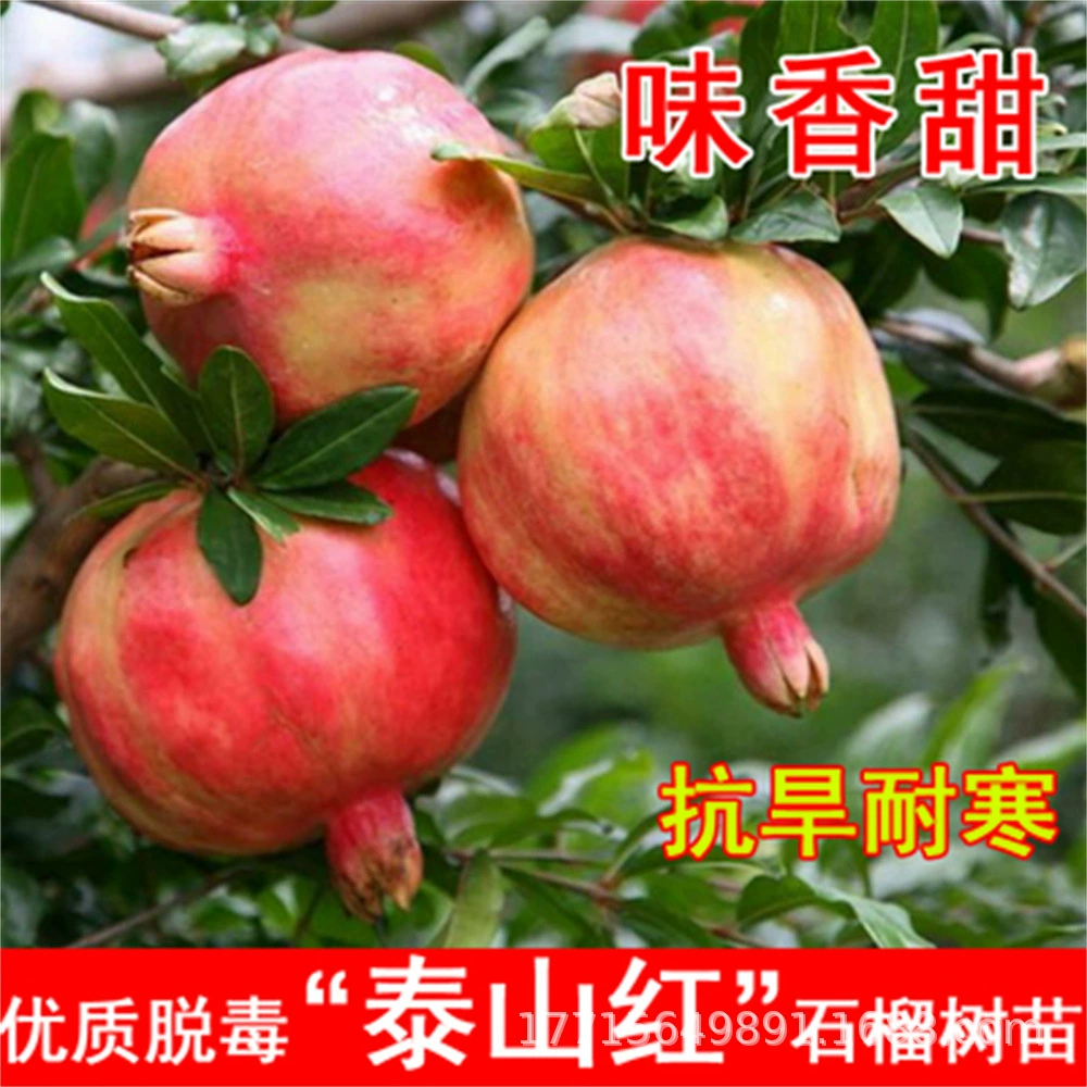 Черные семена Сладкая рассада граната Мягкие семена Очень Большая Черная жемчужина Сада граната в горшке Морозостойкая посадка в грунте Морозостойкая рассада садовых фруктовых деревьев