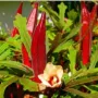 四季庭院种植高产种子