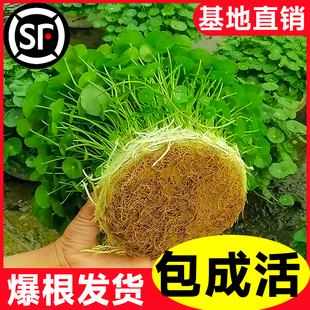 ��Ʒ���~�~�X��ˮ��ֲ����X������ˮ�B�Gֲ�k���҃Ⱥ��B�׻�͏d