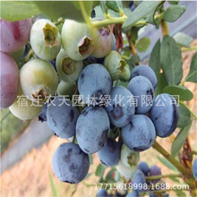 ϲ{ݮԵļˮ䮔YϷNֲ{ݮ