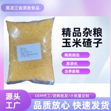新款东北玉米碴大粒脱皮新鲜细糁碎渣笨粘糯芸豆大碴子粥200g批发