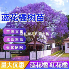 �S���L�ľͥԺ�^���L����G��ֲ�ﻨ����ֱ�l�໨�����TǰͥԺ��