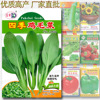 Four seasons chicken hair seeds about 2,500 grains of oil tender cabbage green stalk vegetable seed seeds and vegetable seeds wholesale