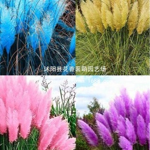 Ӣ���M�ڷۼt��ë����˹�ݷN���M�ڶ����������Ȕ�ͺ��^�p��