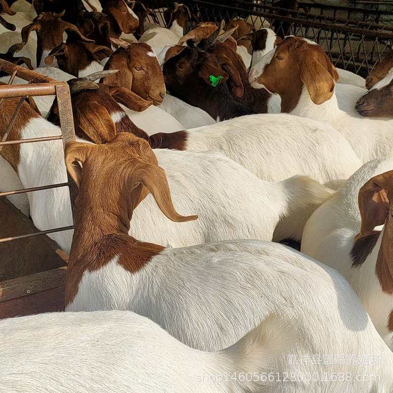 纯种波尔山羊母羊 山东波尔山羊羊羔 云南波尔山羊养殖场