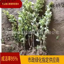 ��߅�����S��̾G����@�ֻ������@С�^��·�����~ֲ�����ֱ�N
