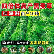 �ļ����ݷN�Ӻ��������ײ��ϻ���ޣ�ߵ��ݾ��Ķ����Bֳ�u�~�ݷN��