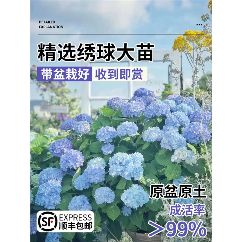 Саженцы гортензии в горшках с цветами Бесконечное лето с бутонами, большие саженцы, легко выращиваемые цветы, многовременное цветение, морозостойкие, внутренний двор.