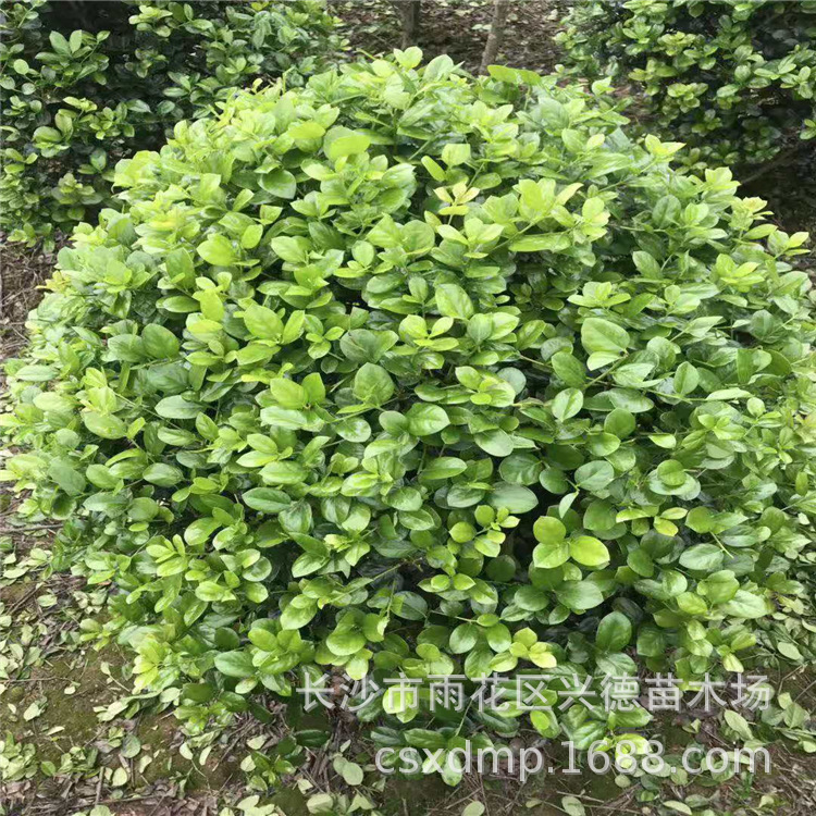 微信图片_20191203170348