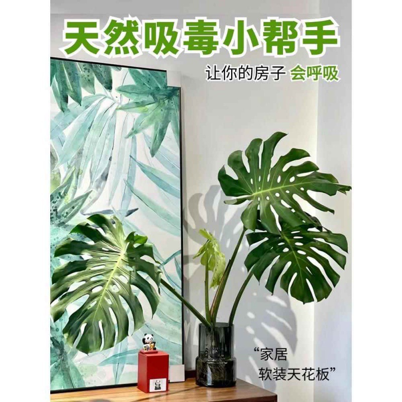 Monstera hidropónica sala de estar, grandes plantas en macetas, buenas plantas verdes en interiores, hojas grandes, hojas perennes, plantas tolerantes a la sombra, purifican el aire image 3