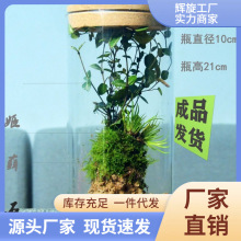 生态瓶热带雨林一整套水滴桌面植物苔藓缸微观雨林缸一件批发