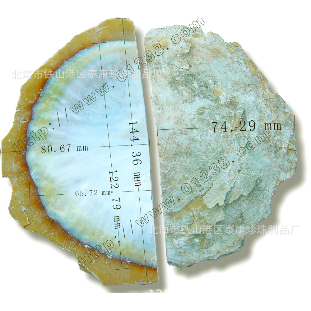 ���ް׵����� ����Ҷ���鱴�ǡ�White Lip MOP��Ȼ�ֹ�����