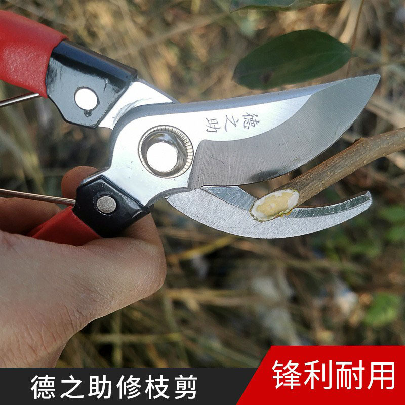 摘果剪刀德之助直头庆塑手柄锰钢不锈钢修枝剪果树剪花剪刀园艺剪