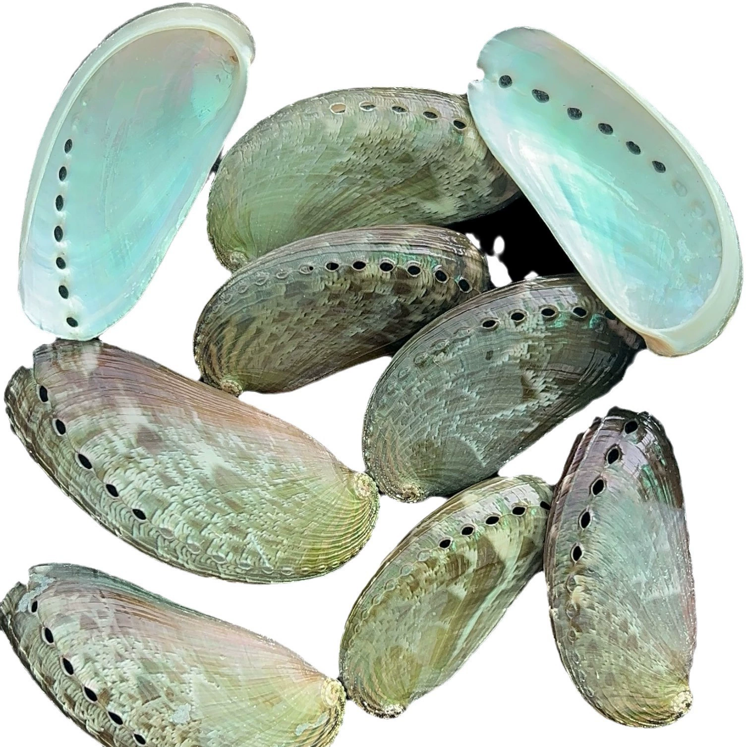 Shell Natural Shell Conch Stars Drifting Bottle Shell Crafts Wholesale Diy Handmade Shell Materials