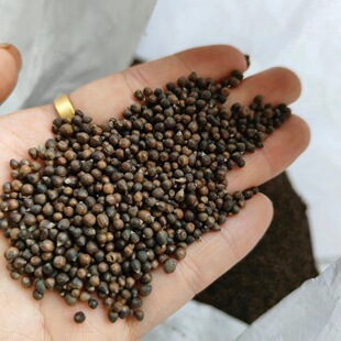 ���@���S�G��  �S����ɳ��ș�����l���^�����ȥƤ���Ⲽ�G���S�G