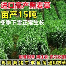 多年生牧草种子四季黑麦草种子南北方高产鸡鸭鹅猪牛羊鱼牧草种籽