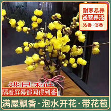 干枝腊梅浓香型水培鲜切花植物泡水插花梅花枝条真花摆件室内客厅