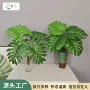 餐厅酒店装扮盆栽绿植