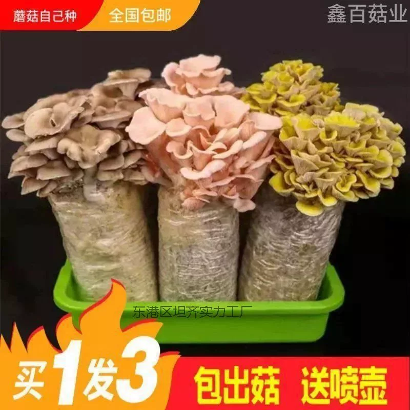 [Гарантированная компенсация за отсутствие грибов] Пакеты с семенами грибов для домашнего выращивания съедобных грибов в помещении, палочки и пакеты с семенами