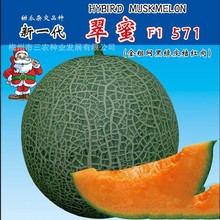 新一代翠蜜甜瓜蜜瓜白砂糖瓜高产四季水果盆栽蔬菜种子批发