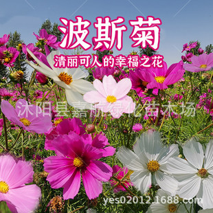 Cosmos Flower Seeds, Gesang Flower Seeds, Colorful Four-Season Flowering Easy-To-Live Flower Seeds, Garden Wildflower Combination Seeds