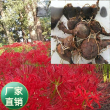 5800亩石蒜种植基地种球 质量饱满 价格实惠 欢购买越多送的越多