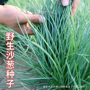 Ұ��ɳ�[�N����Ұ��ɳ�[�N���ļ��͟��ͺ�ͥԺ���Բ�