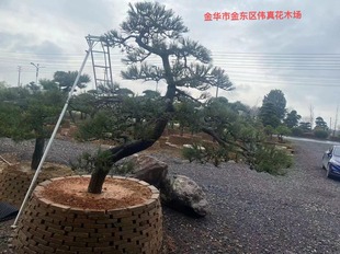 Shape Garden Tree Black Pine Domestic Black Pine Bonsai Japanese Black Pine