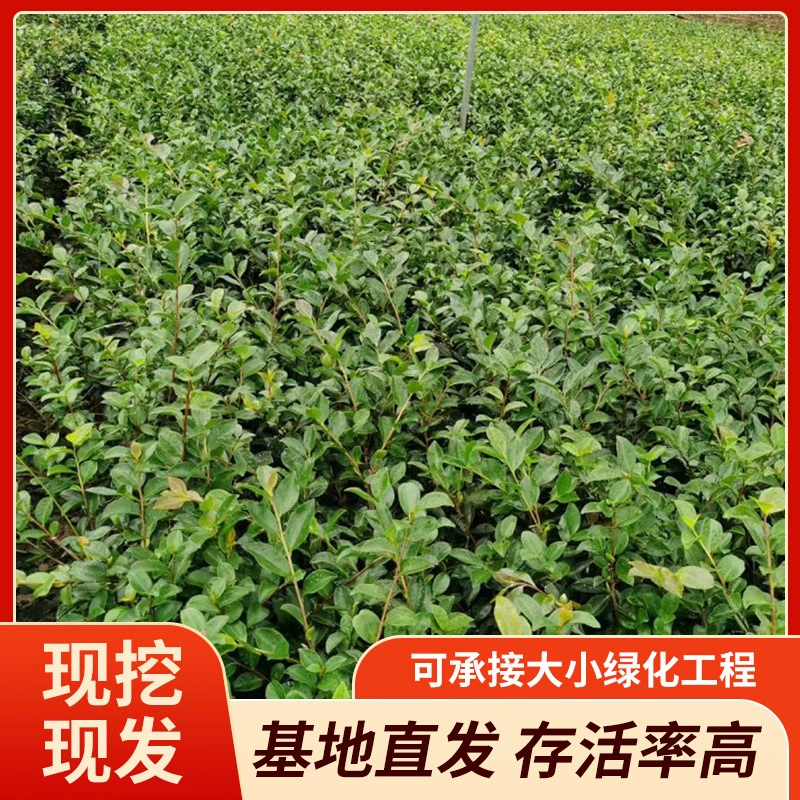 Склад производителя предлагает оптом различные модели больших, маленьких чашек, цветных колонн и шариков камелии.