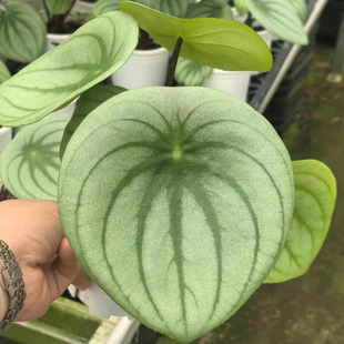 ������ֱ�����Gֲ�������� �Ӽһ������� �W�t0.3�Ӂ������