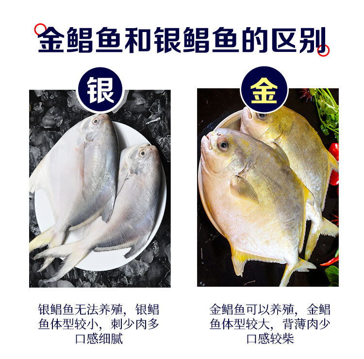 不含箱重东海特大银鲳鱼新鲜鲳鱼大昌鱼平鱼鲳鳊鱼白鲳鱼一件批发-阿里巴巴