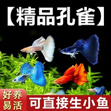 ��ȸ�~�~���^�p�~���w�ᎧС�͵�ˮ���B�ͻ�t�G�����R�PβС�~