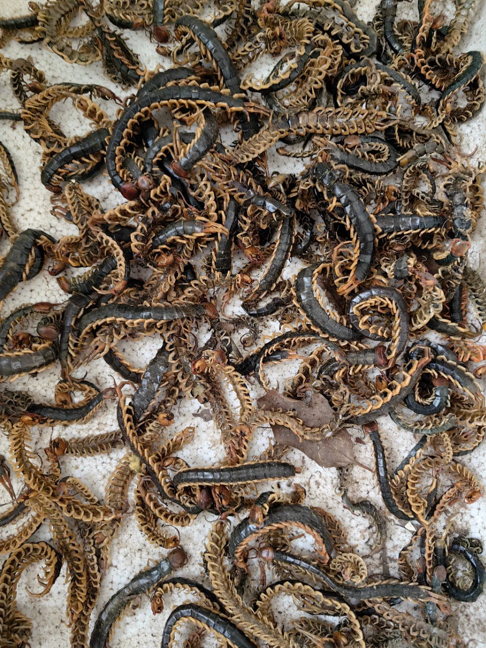 Лекарственные материалы для сороконожек, сушеные сороконожки, мясо красноголовых сороконожек, сороконожки без бамбуковых шпажек 8- 22cm бесплатная доставка скорпионов