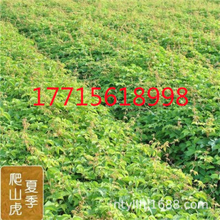 Ivy Climbing Vine Plant Saplings Wall Climbing Tiger Three-Leaf Five-Leaf Potted Large Seedlings All Year Round American Red Leaf Ivy Seedlings