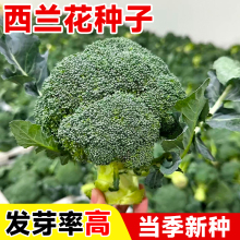 mN{๣ɻЙC˷Nļ߲˷NѴȫ