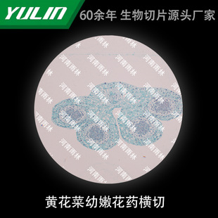 Cauliflower Young Flower Medicine Cross-cut Biological Microscope Specimen Animal and Plant Cell Slide Observation Experiment High