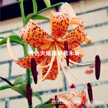 食用百合种球可观赏庭院卷丹百合种子鲜花种子可食用百合花种山丹