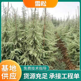 基地批发绿化工程雪松树雪松苗四季常青松树苗园林绿化苗木1-10米