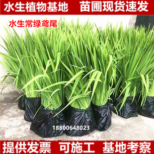 Aquatic Iris Aquatic Evergreen Iris Seedlings Ecological Floating Island Yellow Calamus Artificial Wet Ground Water Plant Purifies Water Quality