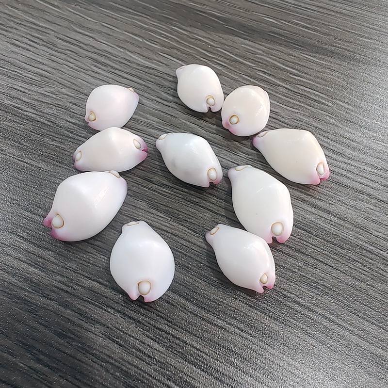 Natural Shell Conch White Rabbit Snail Rare Collection Specimen Fish Tank Aquarium Landscaping Home Decoration Wholesale