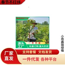 油九家板栗苗树嫁接栗子苗良种锥栗苗南北方种植大红袍板地栽果树